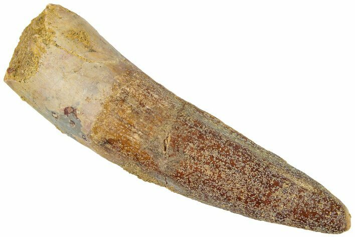 Fossil Spinosaurus Tooth - Real Dinosaur Tooth #311779